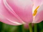 Netherlands-Lisse. Closeup of the underside of a soft pink tulip. Art Print